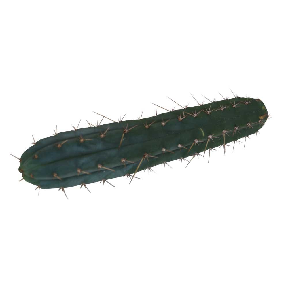 Macrogona Cutting (25-29 cm)