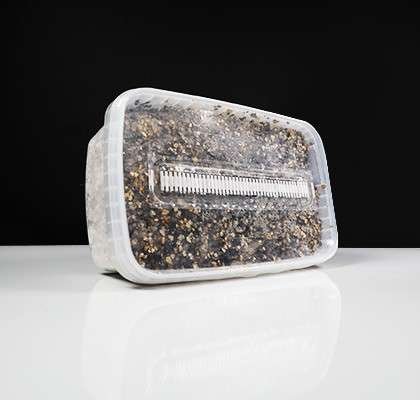 Golden Teacher Paddo Growkit - Image 2