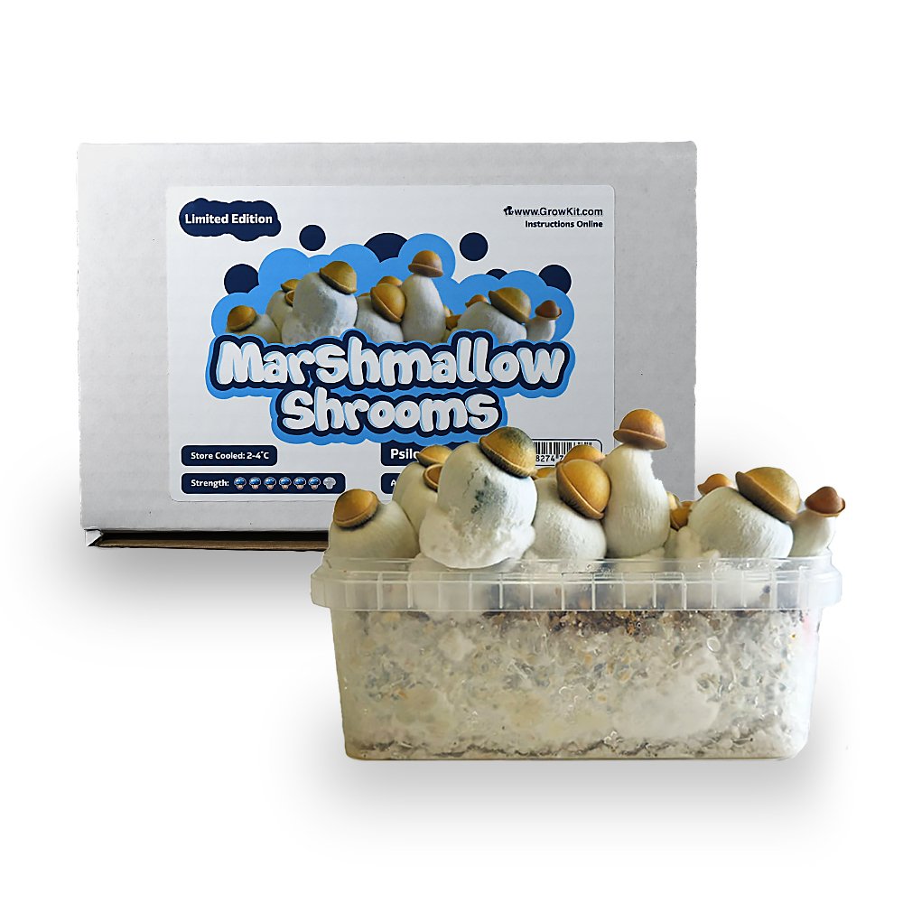 Marshmallow Shrooms Growkit – 1200 cc - Image 2