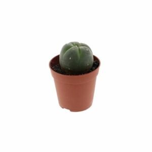 Peyote Cactus (3-4 cm)