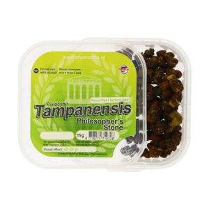 Tampanensis Magic Truffels